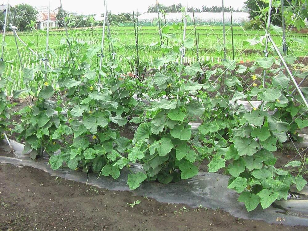 花と野菜 6月 2020-6-16_c0335218_07501852.jpg
