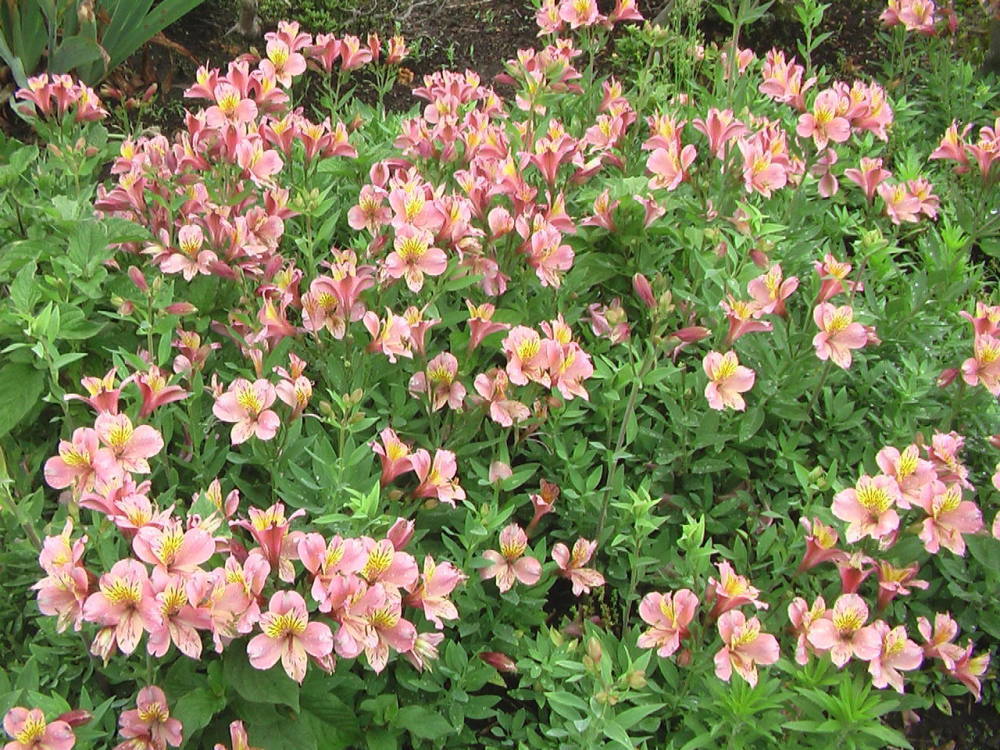 花と野菜 6月 2020-6-16_c0335218_07521692.jpg
