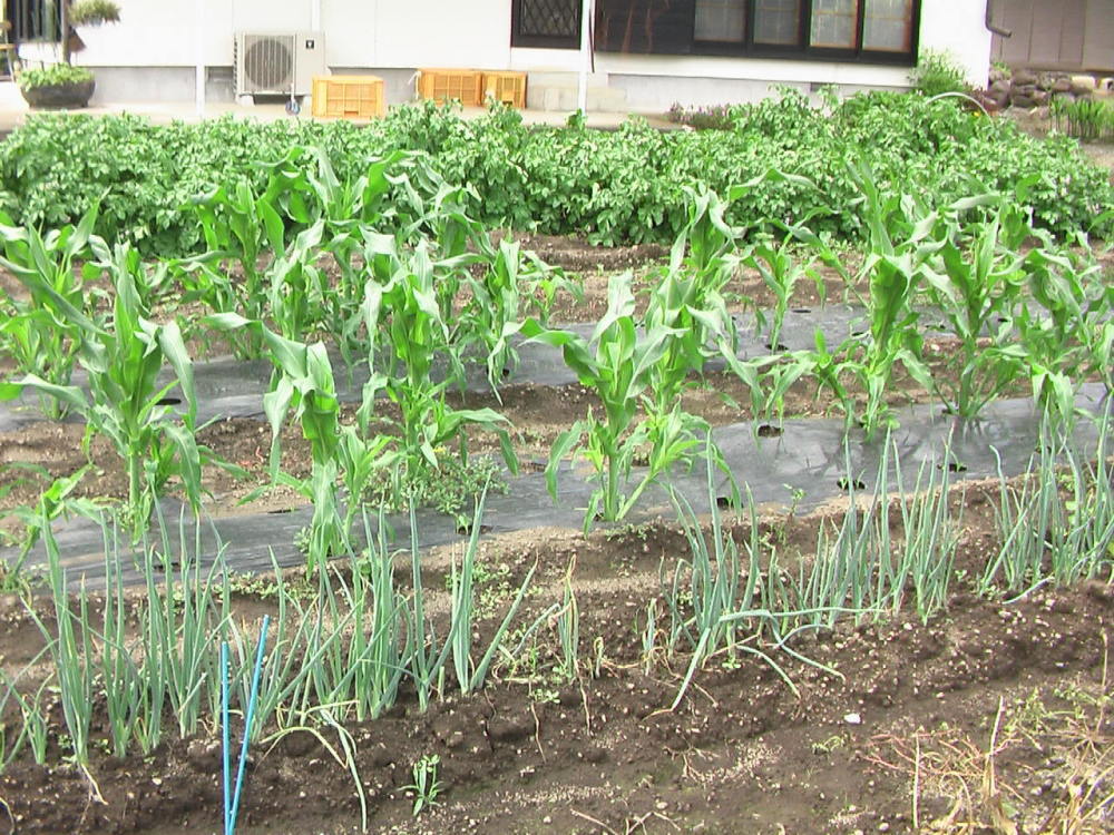 花と野菜 6月 2020-6-16_c0335218_07530038.jpg