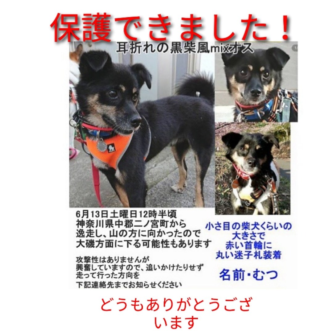 保護できました 収容犬を救う会卒業わんこ 迷子です あずかり処 Fuu Gan 保護できました 収容犬を救う会卒業わんこ 迷子です あずかり処 Fuu Gan