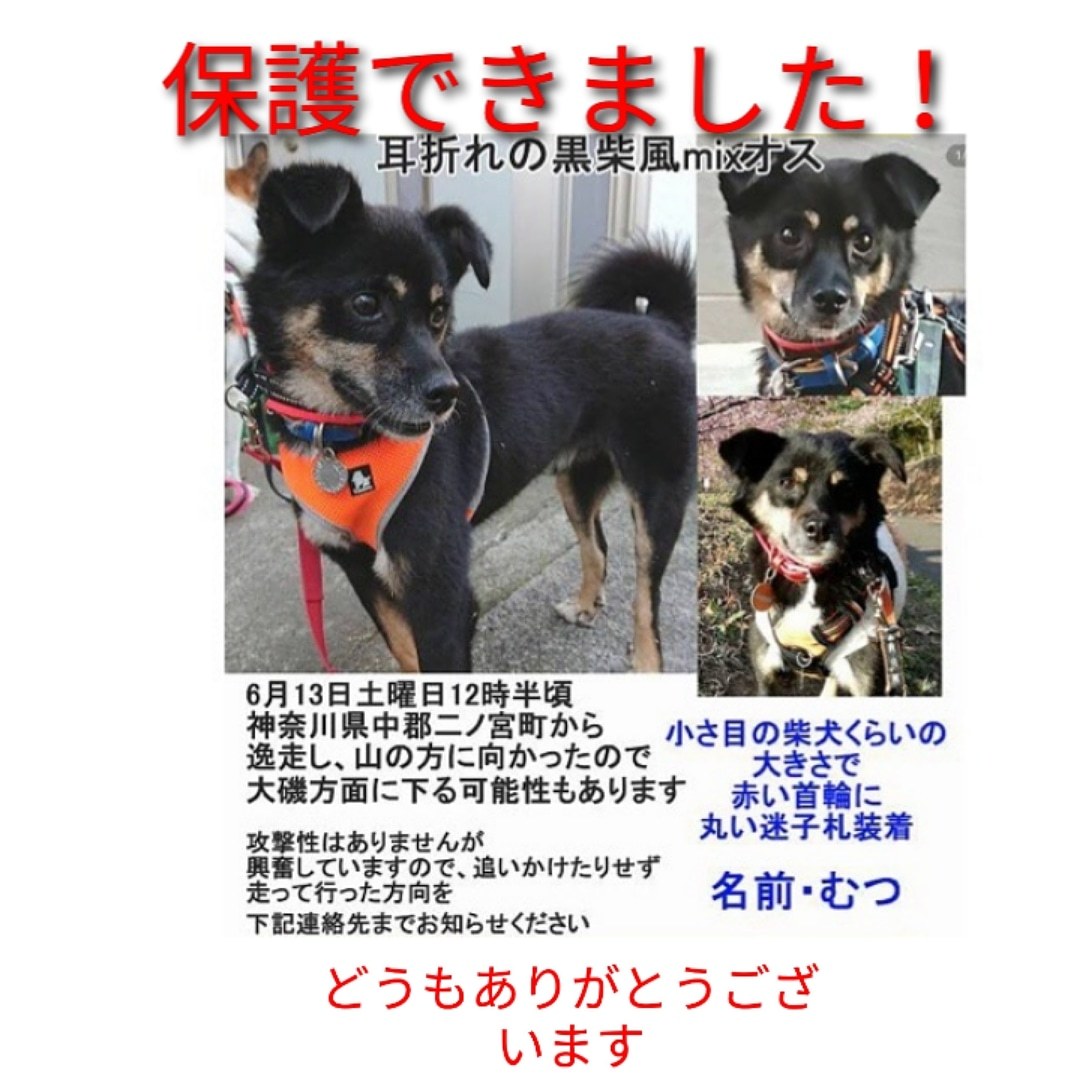 保護できました！収容犬を救う会卒業わんこ・迷子です！_a0322733_08571515.jpg