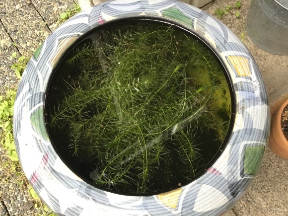メダカと金魚_e0230141_11125759.jpeg