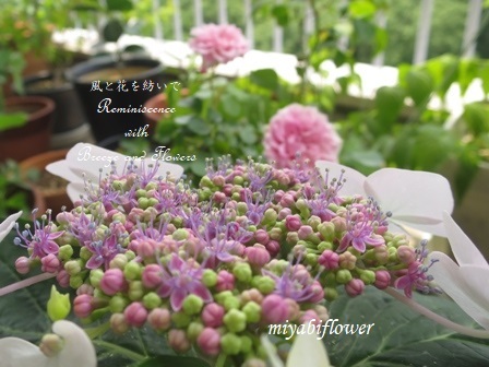 ピンクの花 挿し木したのは青い額紫陽花だったのに 風と花を紡いで