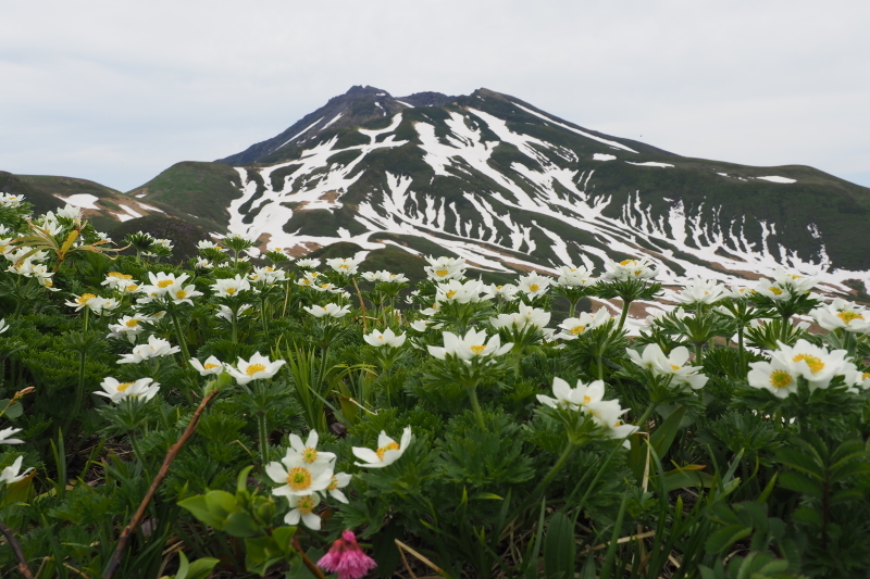 2020/6/13 笙ヶ岳 象潟口から吹浦口周回_b0189948_21292819.jpeg