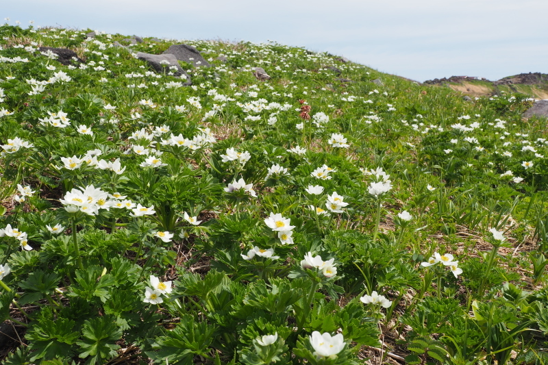 2020/6/13 笙ヶ岳 象潟口から吹浦口周回_b0189948_22154551.jpeg