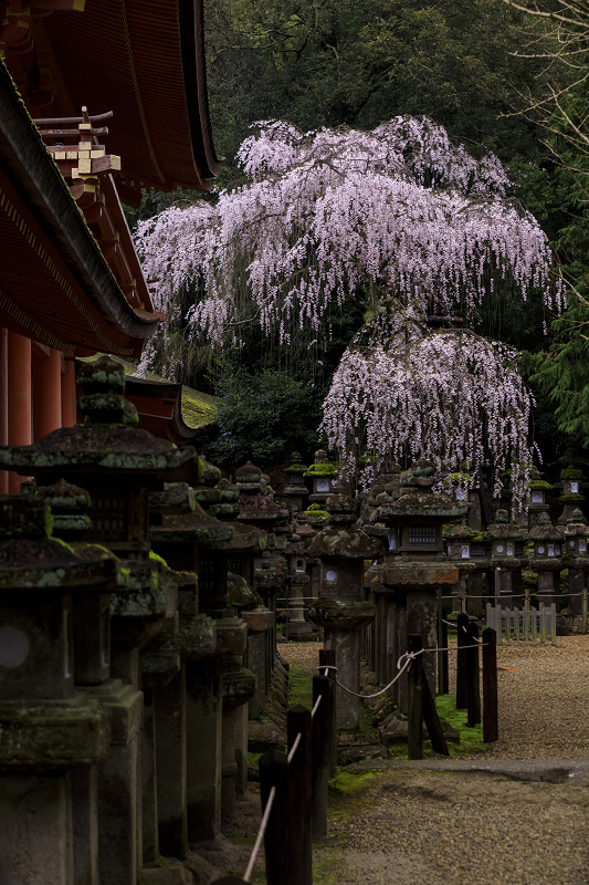 2020桜咲く奈良　春日大社の枝垂れ桜_f0155048_23494556.jpg