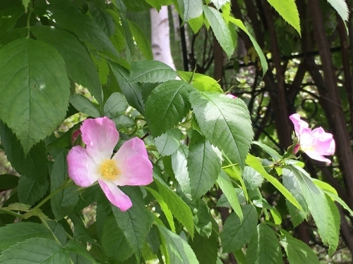 追いつかない!開花次々_e0326953_11431772.jpg