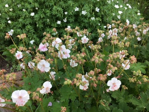 追いつかない!開花次々_e0326953_11464567.jpg