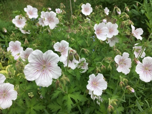 追いつかない!開花次々_e0326953_11473750.jpg