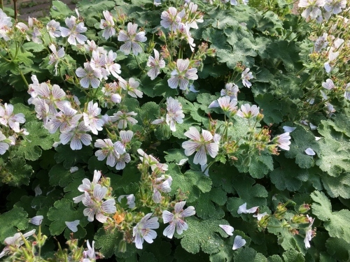 追いつかない!開花次々_e0326953_11490191.jpg