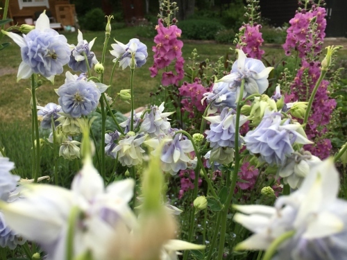 追いつかない!開花次々_e0326953_12013622.jpg