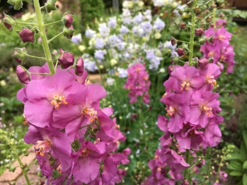 追いつかない!開花次々_e0326953_12014690.jpg
