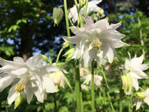 追いつかない!開花次々_e0326953_12020920.jpg
