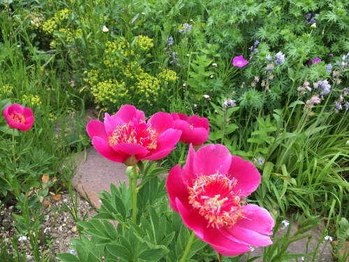 追いつかない!開花次々_e0326953_12053962.jpg