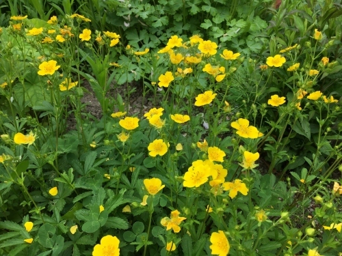 追いつかない!開花次々_e0326953_12250094.jpg