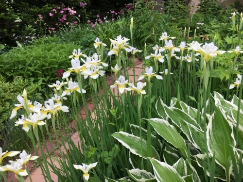 追いつかない!開花次々_e0326953_12280337.jpg