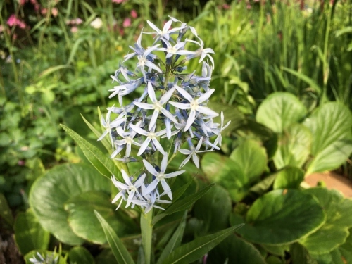 追いつかない!開花次々_e0326953_12282303.jpg