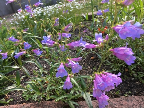 追いつかない!開花次々_e0326953_12292359.jpg