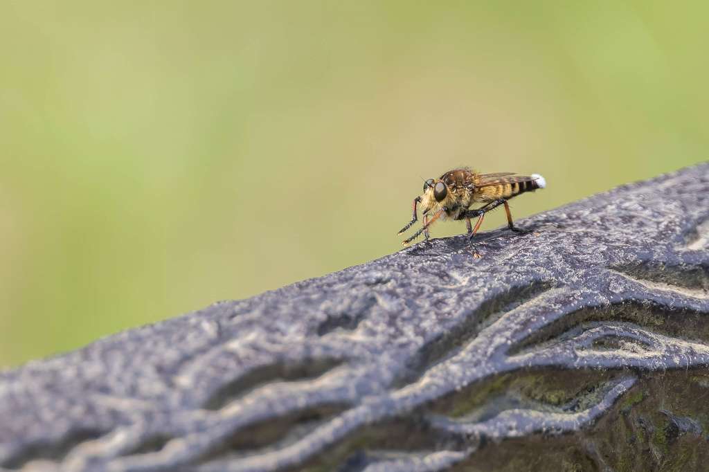 カマキリを掴んでるチョウゲンボウ_f0044056_16242086.jpg