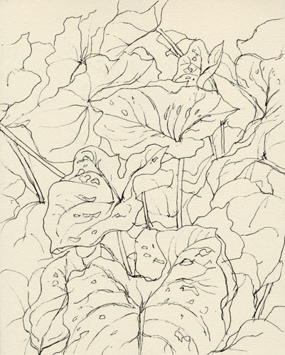 植物をペンでスケッチ_f0189164_21572436.jpg