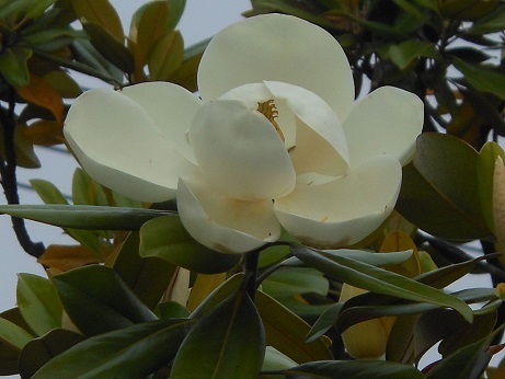 タイサンボクの並木道_e0175370_22043478.jpg