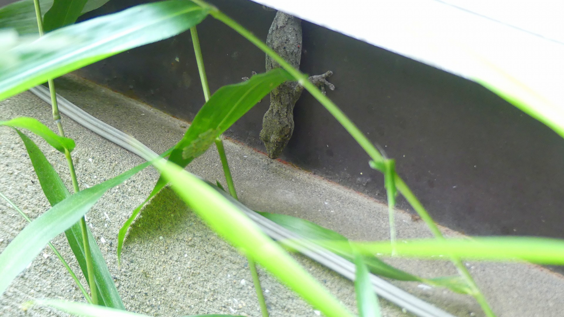 家守 【 2020 6/16(火) 】_a0185081_11123877.jpg