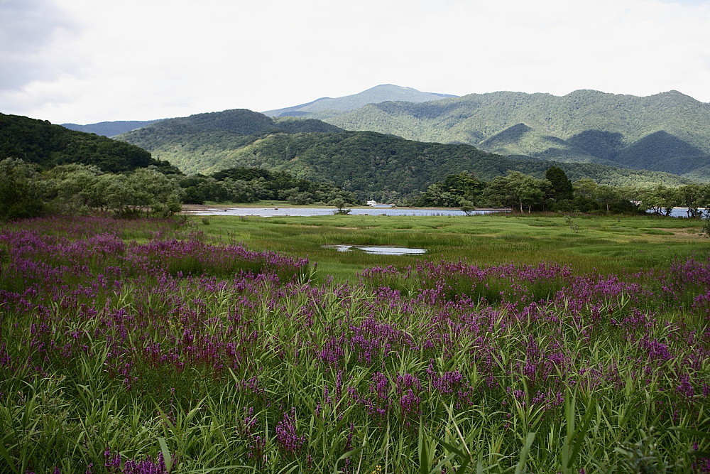 北塩原村　桧原湖のエゾミソハギ　前半_e0165983_09522356.jpg