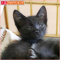 子猫、しあわせに眠る_a0389088_13113510.jpg