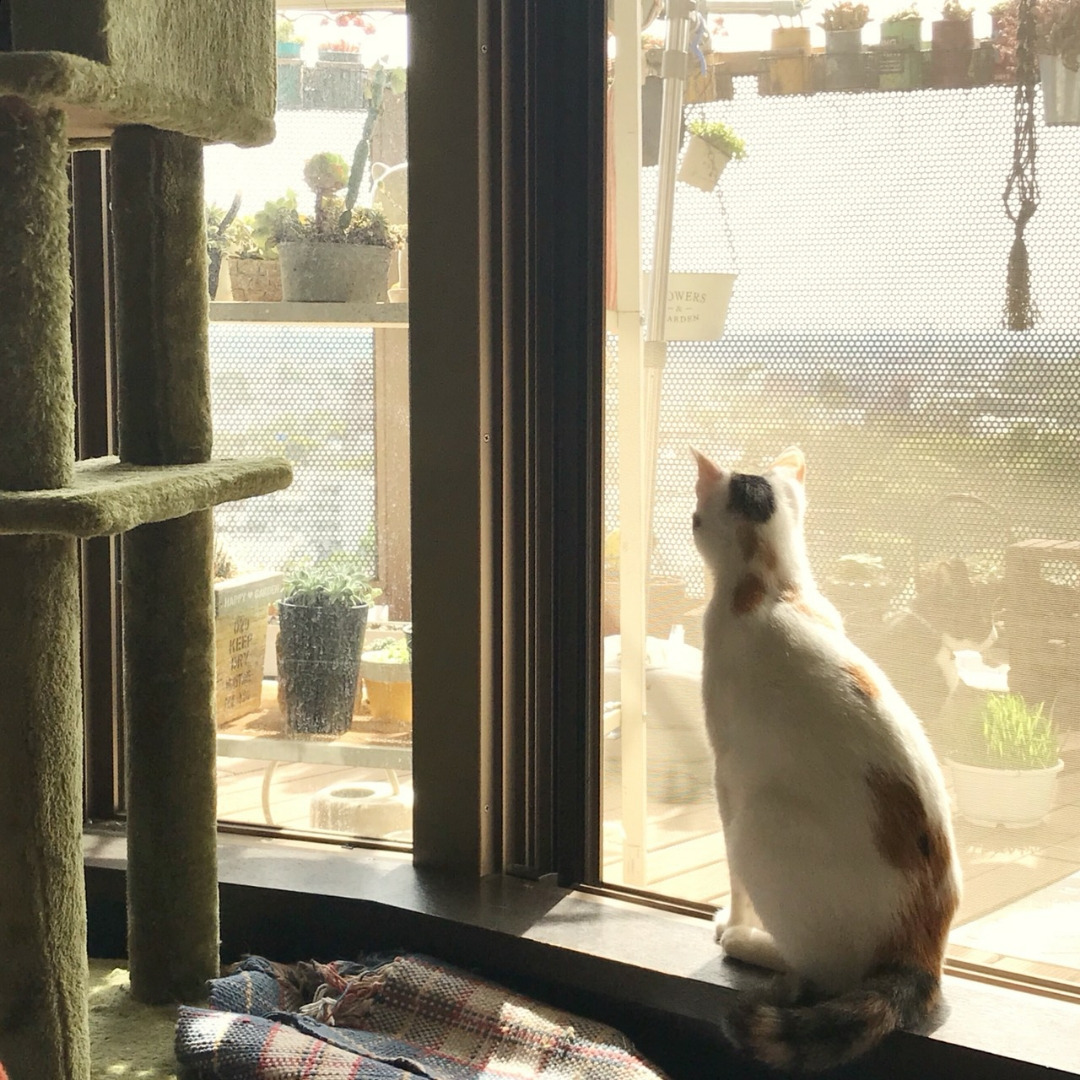 どんくさい猫 あずき だいず Npo法人 府中猫の会 どんくさい猫 あずき だいず Npo法人 府中猫の会