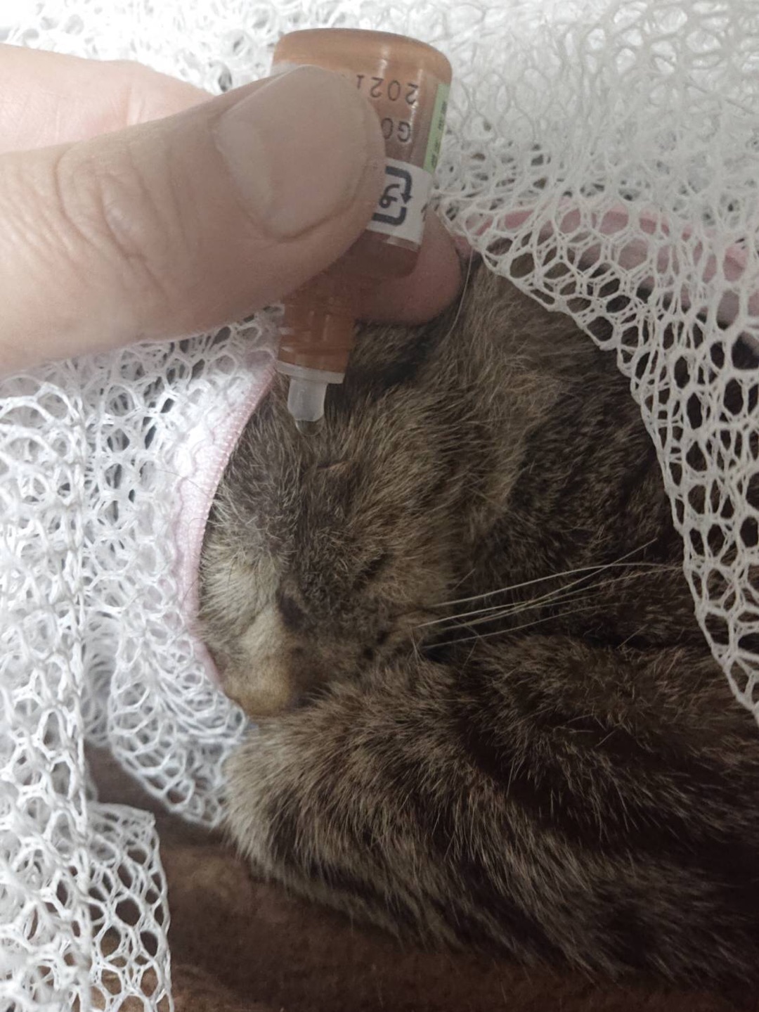 多頭崩壊からレスキューしたジローくんは目の手術をします Npo法人 府中猫の会