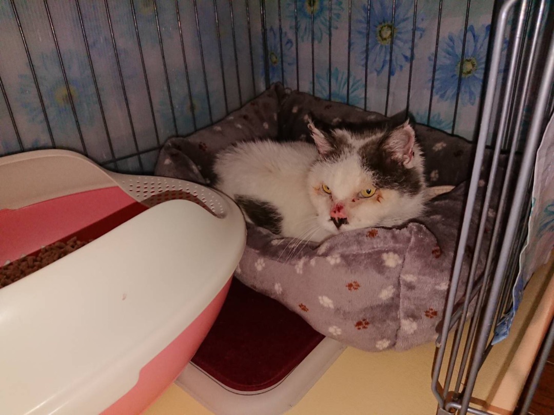 とある霊園にて衰弱した老猫さんのその後 Npo法人 府中猫の会