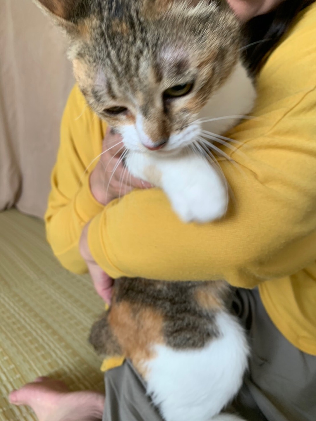 まこちゃん しゃこちゃん お届け Npo法人 府中猫の会