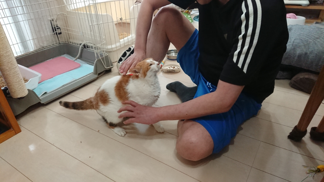 代表に弱みを握られた子猫 離乳食を食べる子猫と食べない子猫 の動画です Npo法人 府中猫の会