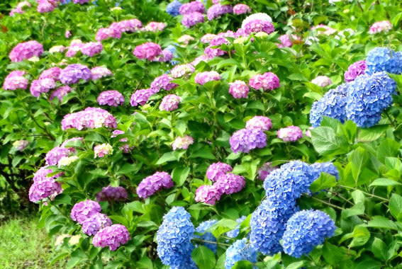 梅雨空にアジサイ花盛り_b0145296_17433690.jpg
