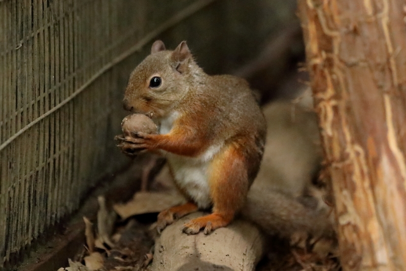 小さなリスが走ると すばしっこくて 井の頭動物園 旅プラスの日記