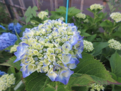 木の実・草の実・アガパンサス蕾など_a0203003_19133651.jpg