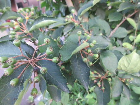木の実・草の実・アガパンサス蕾など_a0203003_19134911.jpg