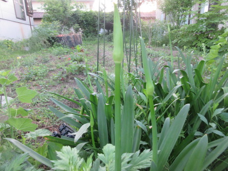 木の実・草の実・アガパンサス蕾など_a0203003_19143601.jpg