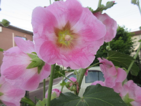 木の実・草の実・アガパンサス蕾など_a0203003_19145546.jpg