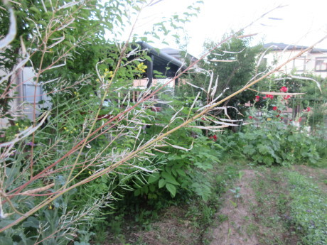 木の実・草の実・アガパンサス蕾など_a0203003_19151392.jpg