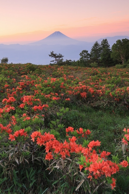 甘利山のレンゲツツジ 富士山大好き 写真は最高
