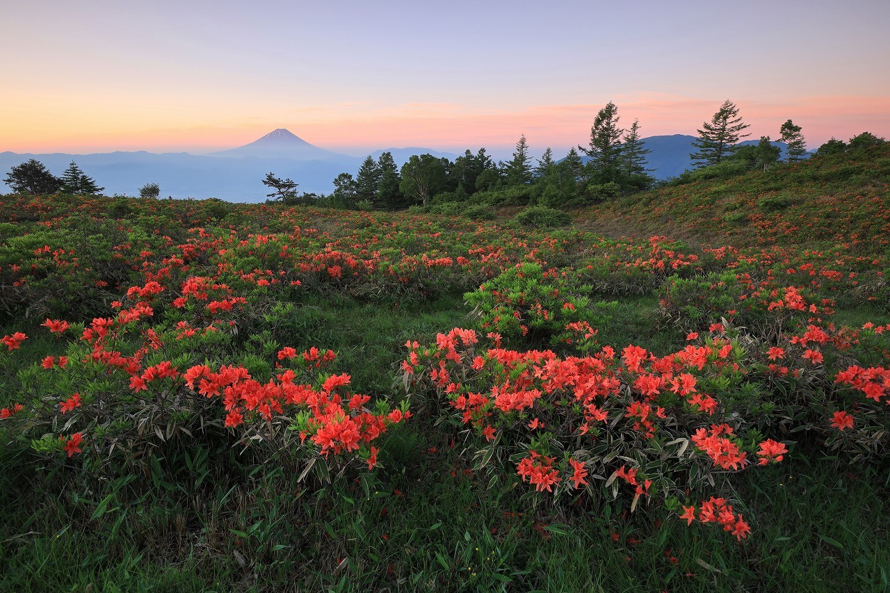 甘利山のレンゲツツジ 富士山大好き 写真は最高