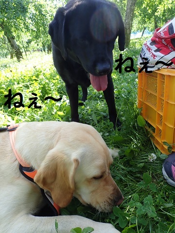 ka . ke . ra_c0182012_16074300.jpg