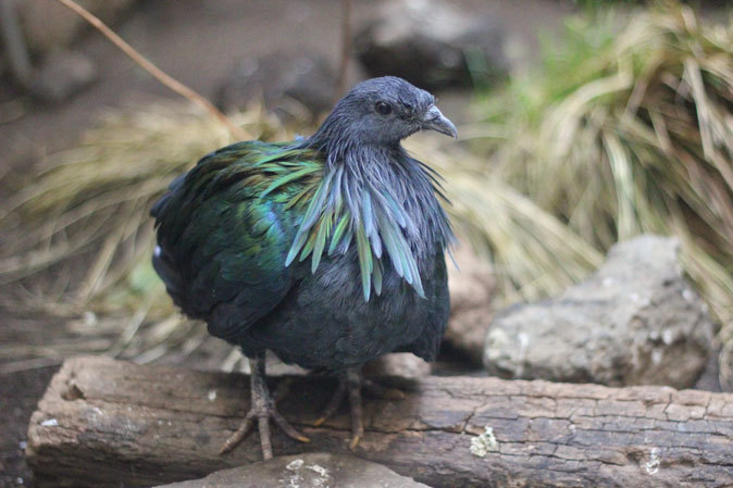 上野動物園バードハウス大図鑑 2f ミノバトとカンムリシャコ 続々 動物園ありマス 上野動物園バードハウス大図鑑 2f ミノバトとカンムリシャコ 続々 動物園ありマス