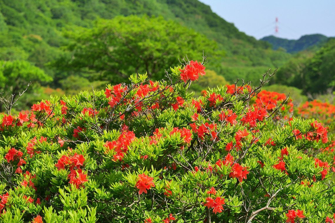 天空のレンゲツツジ♪ 赤城山・新坂平「白樺牧場」_a0031821_17423442.jpg