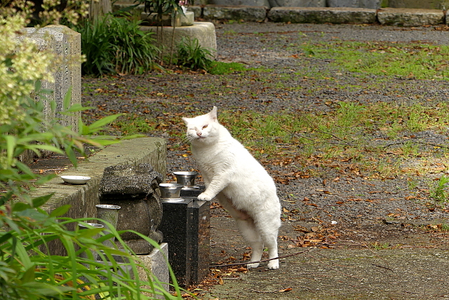 変顔猫 猫に焼き海苔