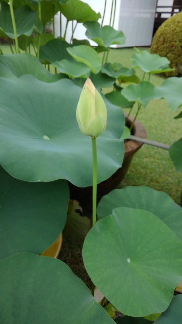 第十番 三室戸寺_c0236632_13112847.jpg
