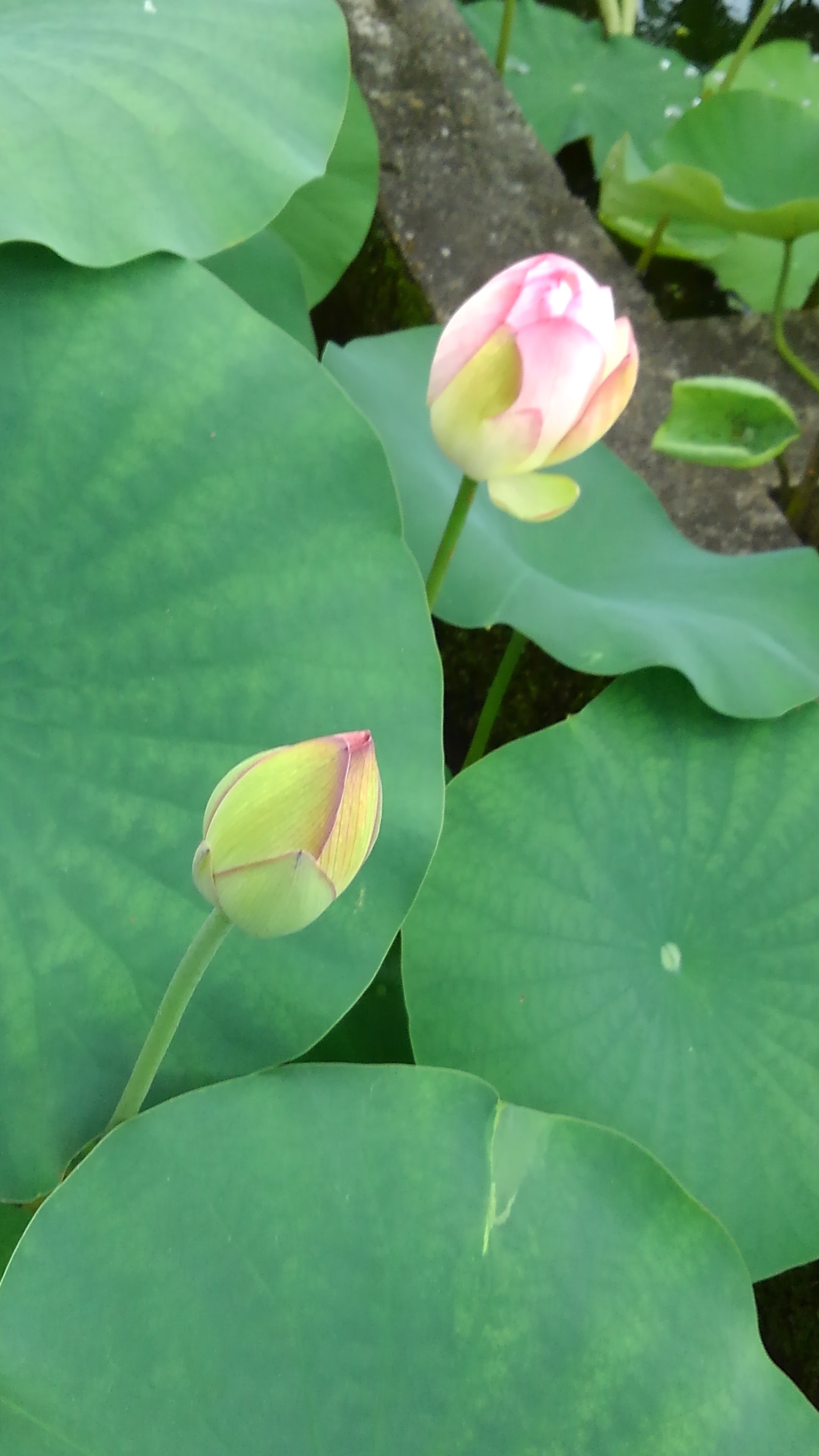 第十番 三室戸寺_c0236632_13114380.jpg