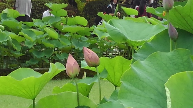 第十番 三室戸寺_c0236632_13120238.jpg
