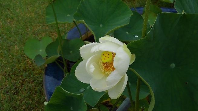 第十番 三室戸寺_c0236632_13153171.jpg